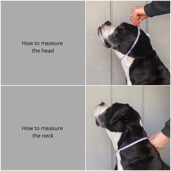 Designer Dog Necklaces - Picture 12 of 13